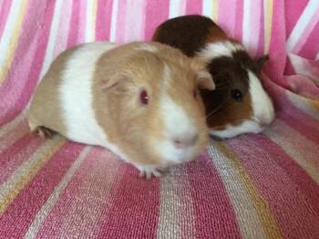 Rescue Guinea Pig Guinea Pigs for Adoption in San Diego, California - Thelmer ( Bonded To Thesela) | PetCurious